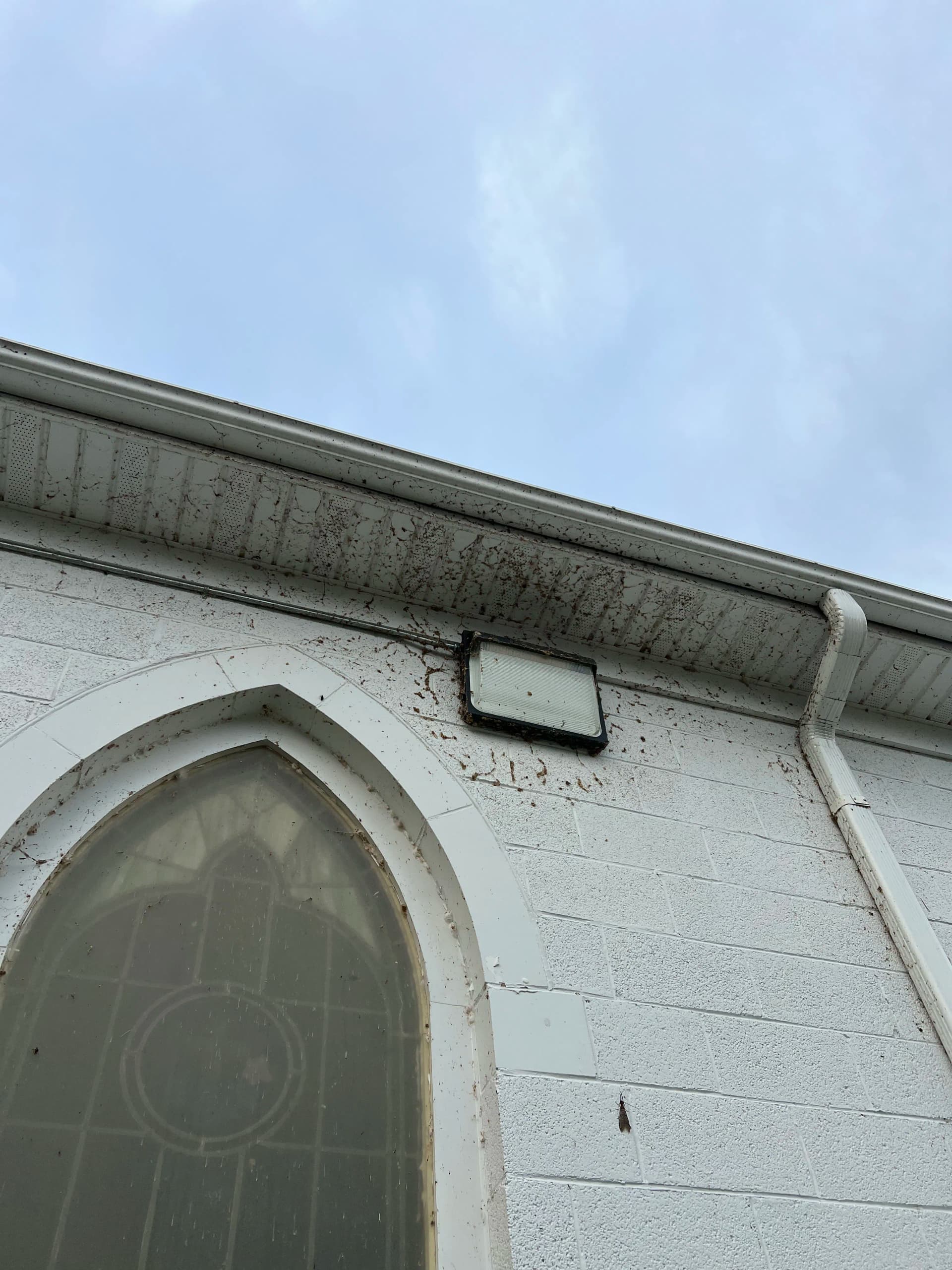 Gallery photos for Church Exterior Soft Wash That Brought Back the Clean: Image #5