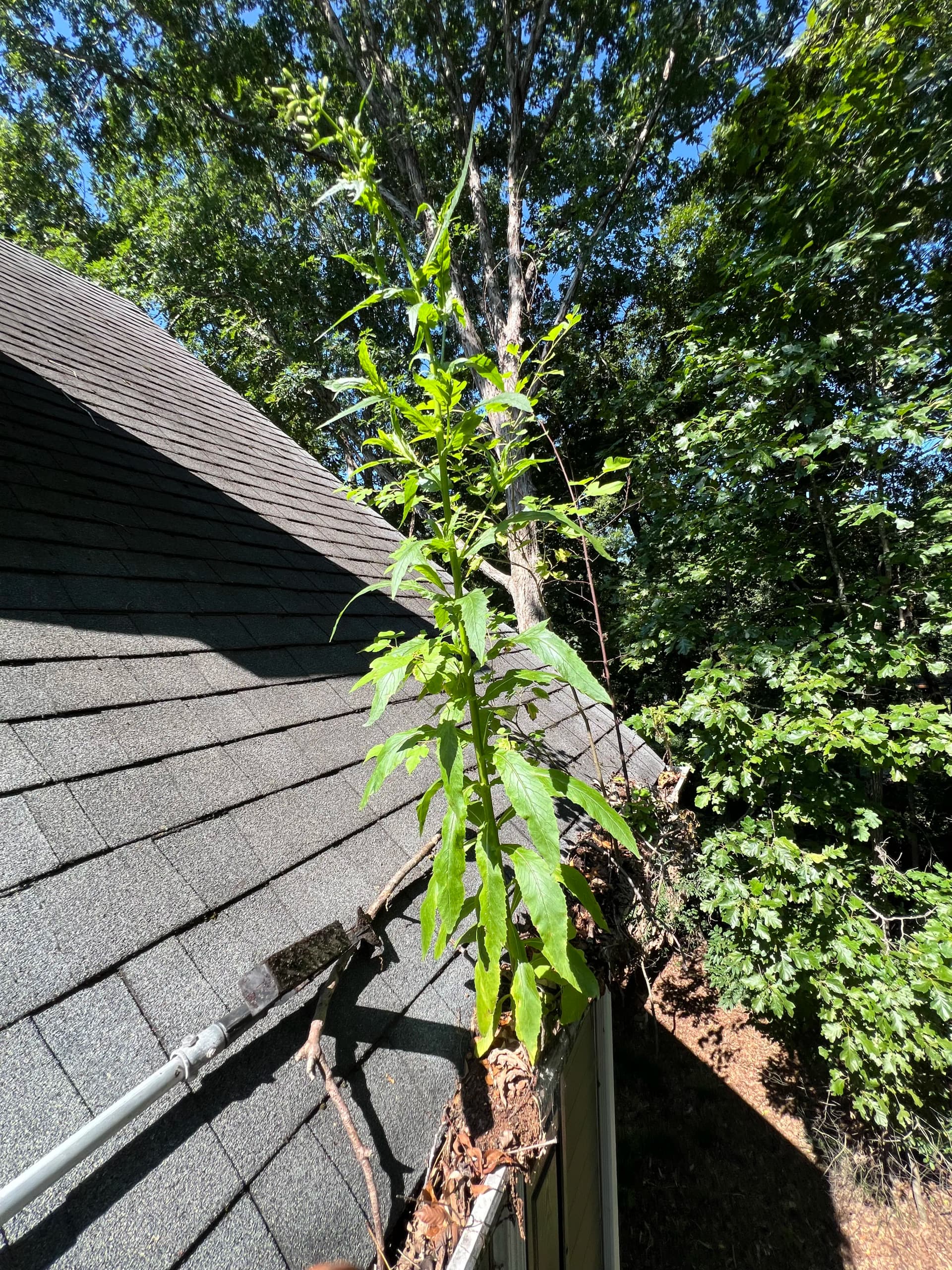 Gallery photos for Gutter Cleanout and House Wash on a Wooded Property: Image #1